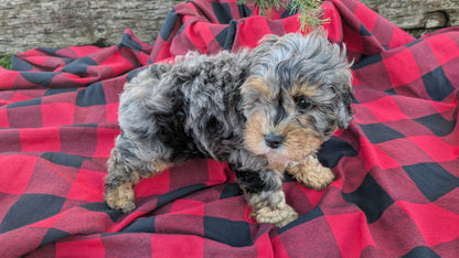 COCKAPOO (09/28) MALE