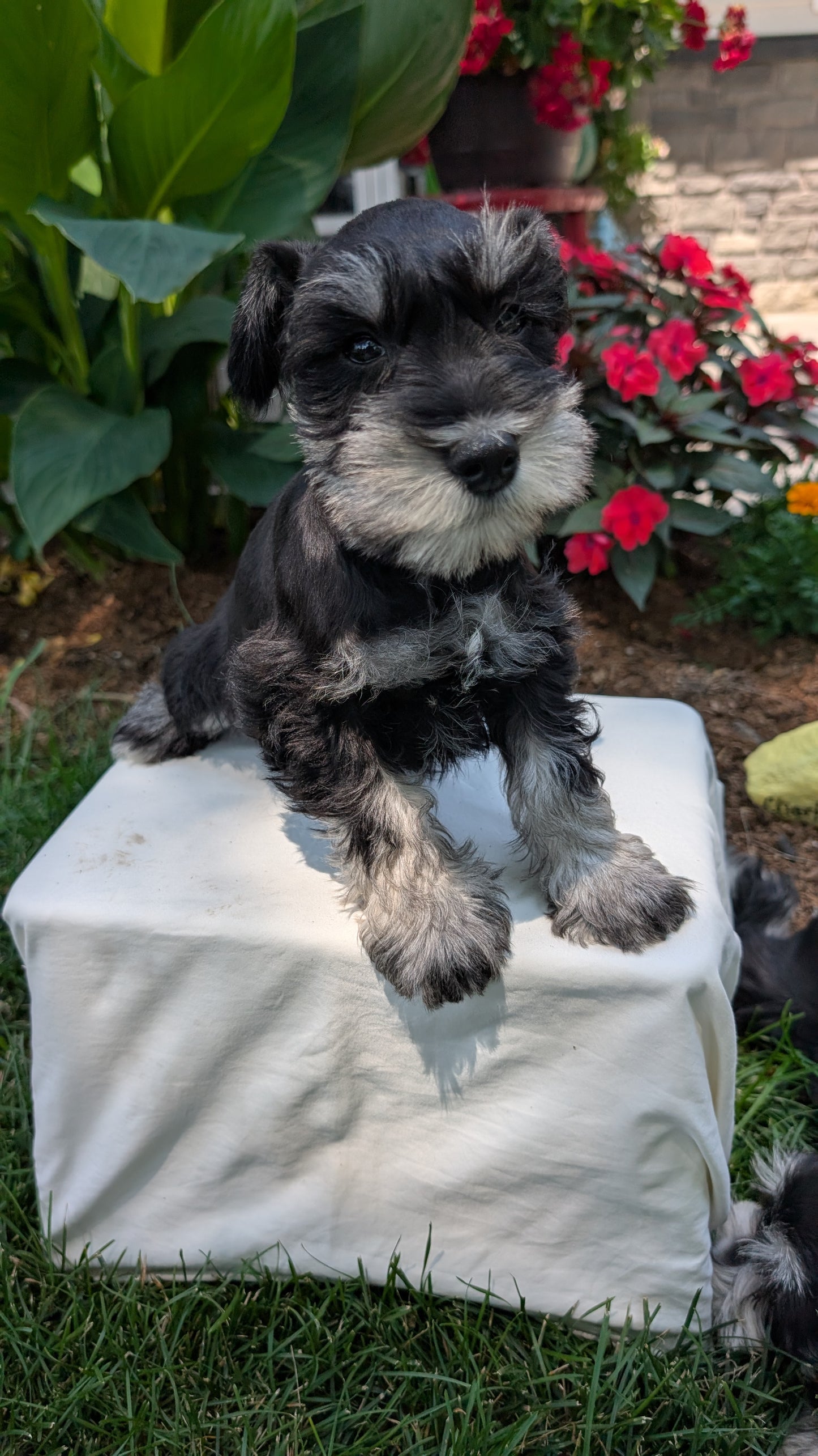 MINI SCHNAUZER (05/29) MALE