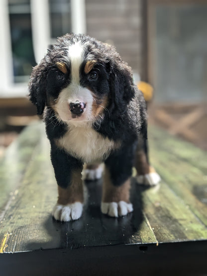 BERNESE MOUNTAIN DOG (03/21) MALE