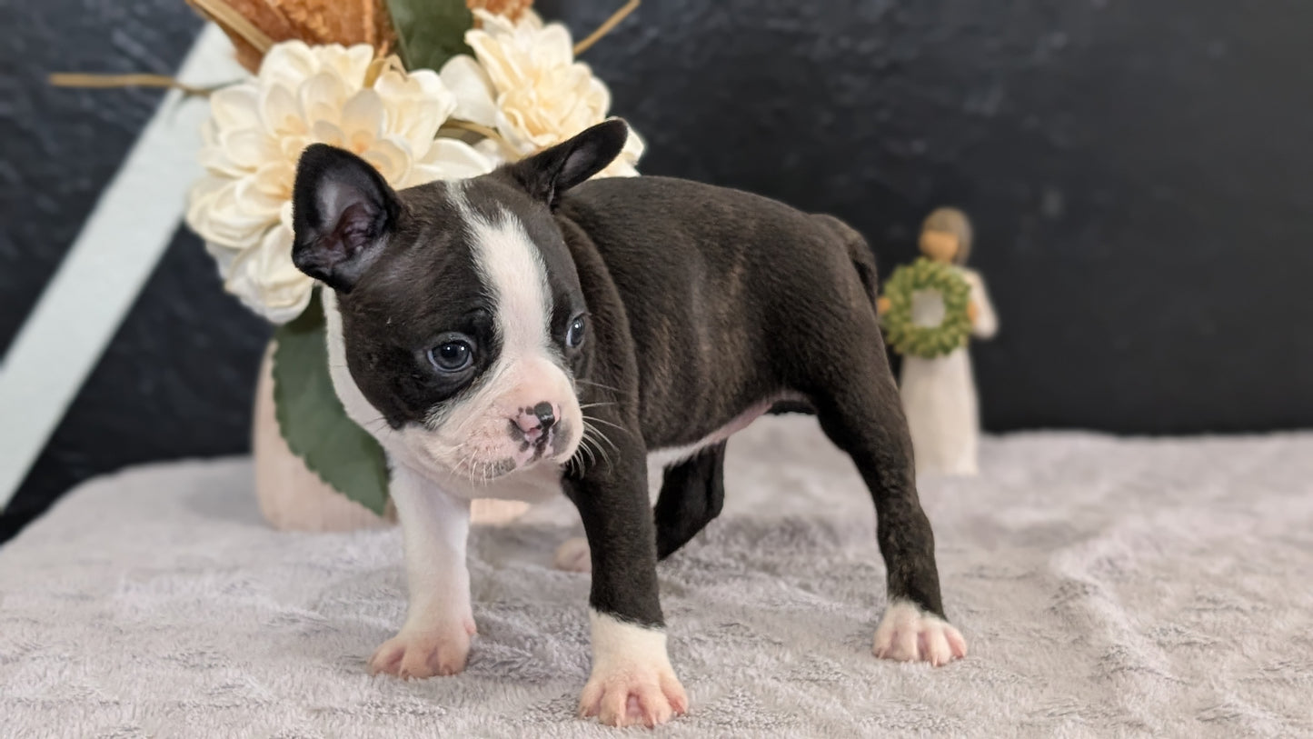 BOSTON TERRIER (FEB 09) FEMALES