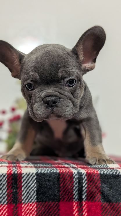 FRENCH BULLDOG (OCT 03) MALES
