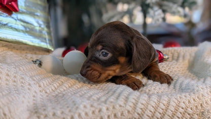 MINI DACHSHUND (NOV 16) MALES