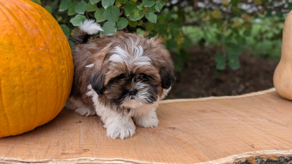 SHIH TZU (08/19) MALE