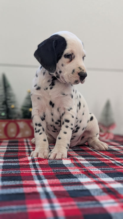 DALMATIAN (OCT 26) MALES