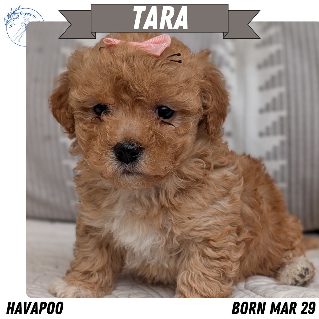 HAVAPOO (MAR 29) FEMALES