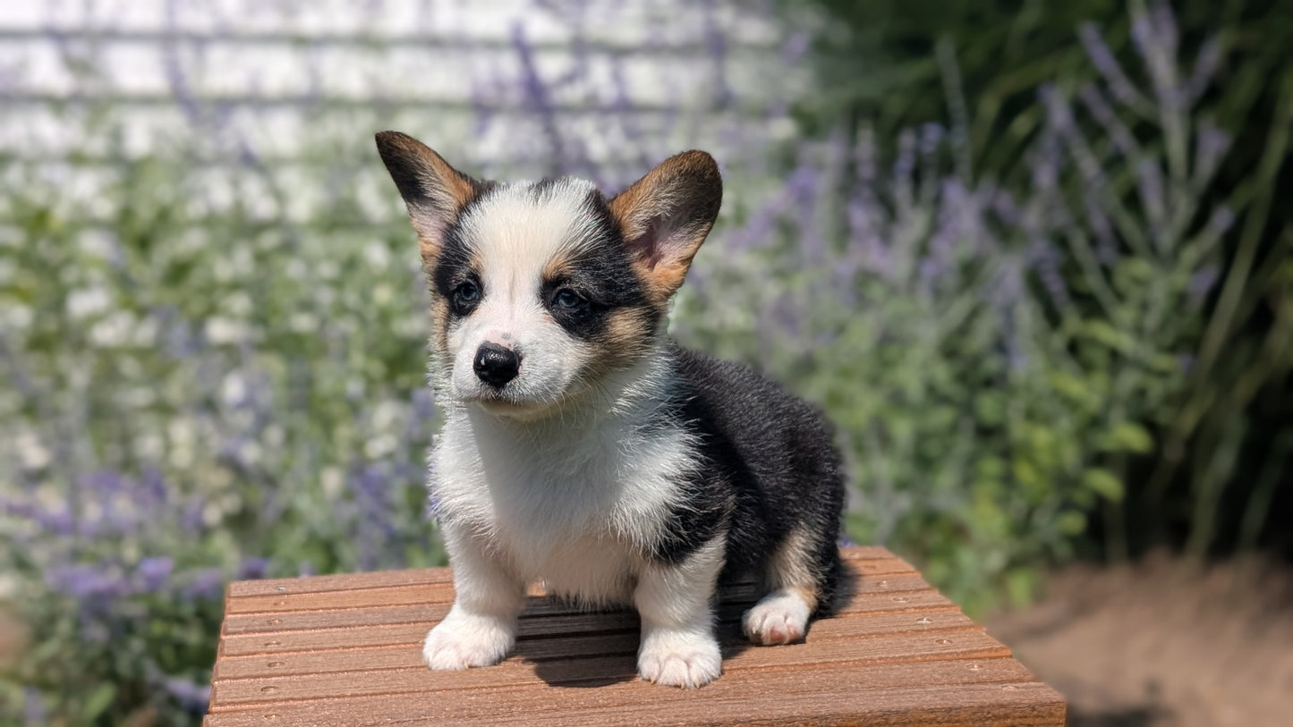 CORGI (JUN 08) MALES