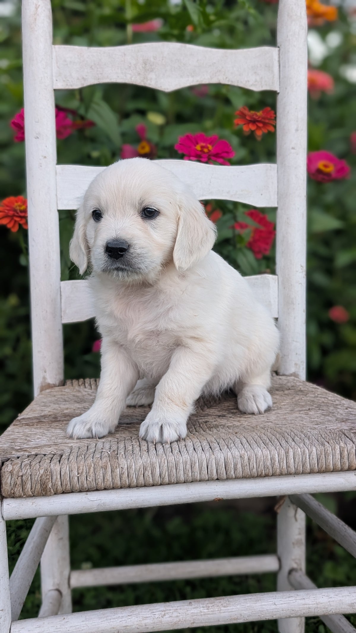 ENGLISH CREAM RETRIEVER (AUG 19) 3 MALES/4 FEMALES