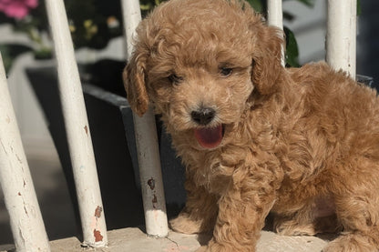 TOY POODLE (08/05) MALE