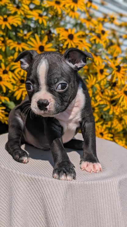 BOSTON TERRIER (JUL 11) 4 FEMALES/4 MALES
