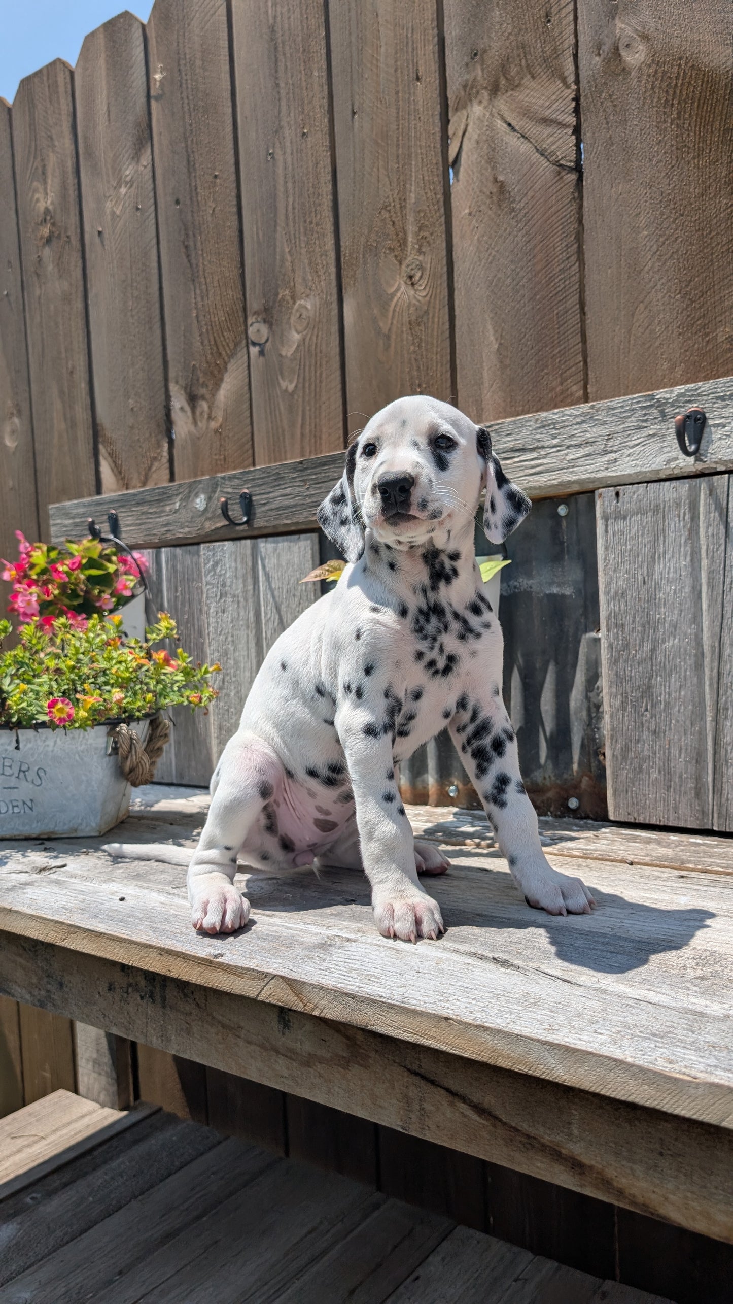 DALMATIAN (06/09) FEMALE