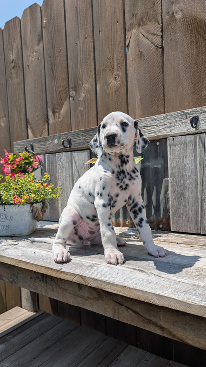 DALMATIAN (06/09) FEMALE