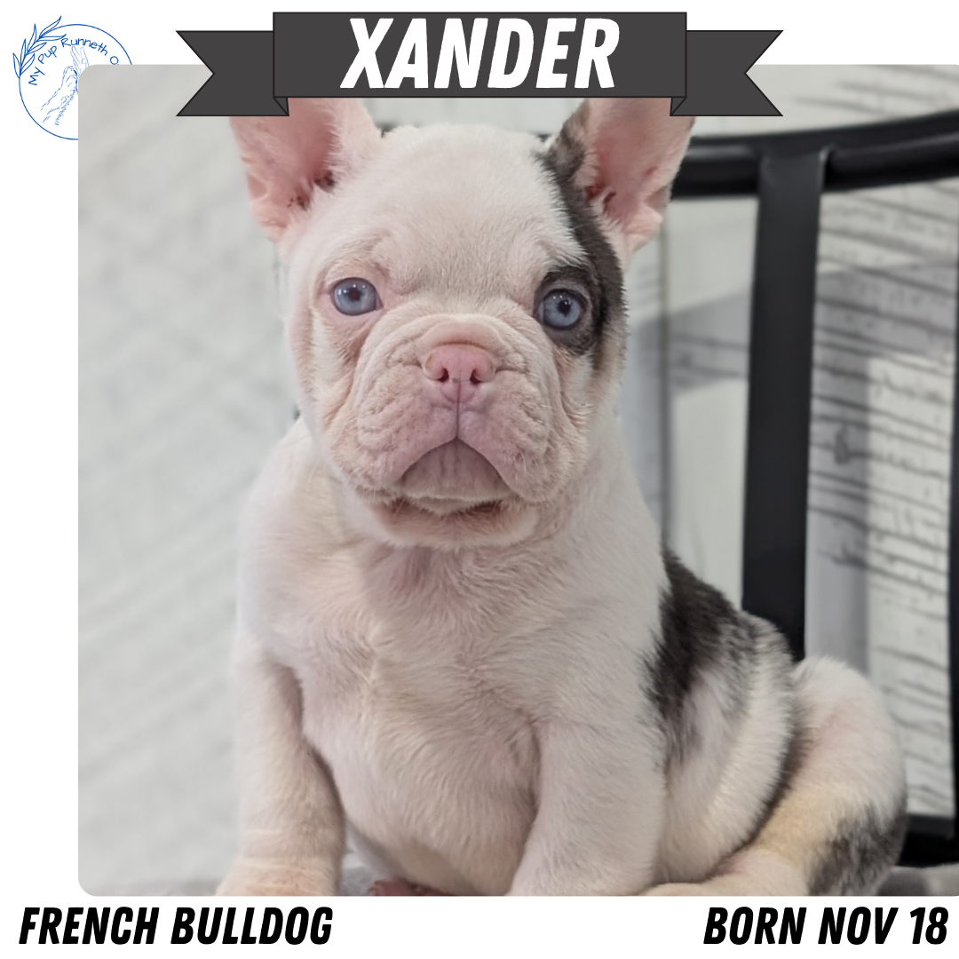 FRENCH BULLDOG (NOV 18) MALE