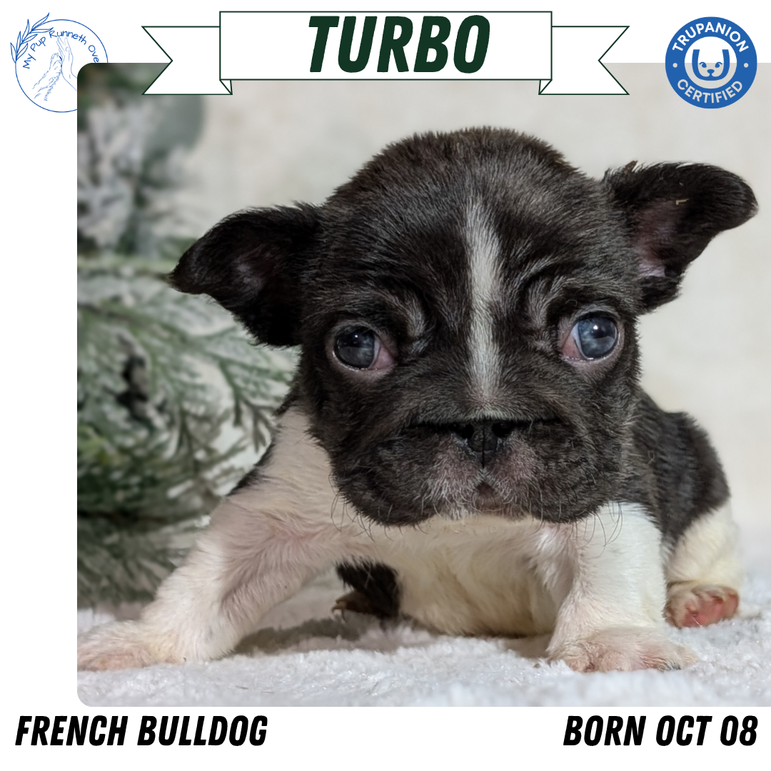 FRENCH BULLDOG (OCT 08) MALES