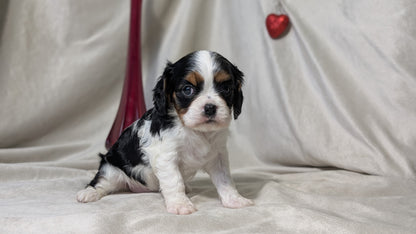 CAVALIER (DEC 03) FEMALES