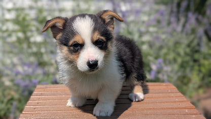 CORGI (JUN 08) MALES