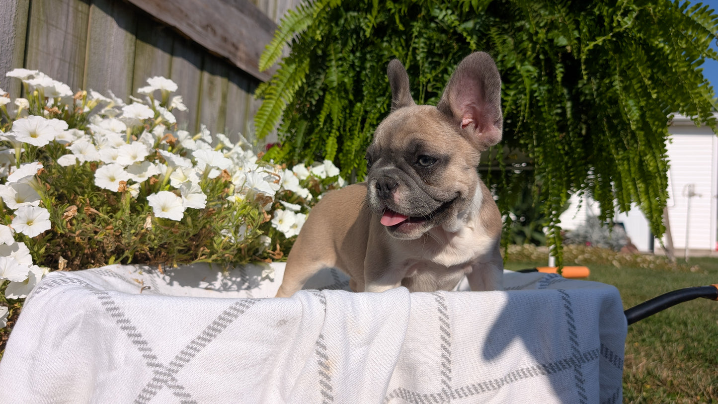 FRENCH BULLDOG (07/03) FEMALE
