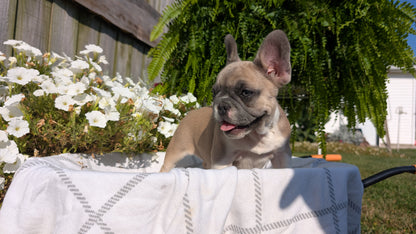 FRENCH BULLDOG (07/03) FEMALE