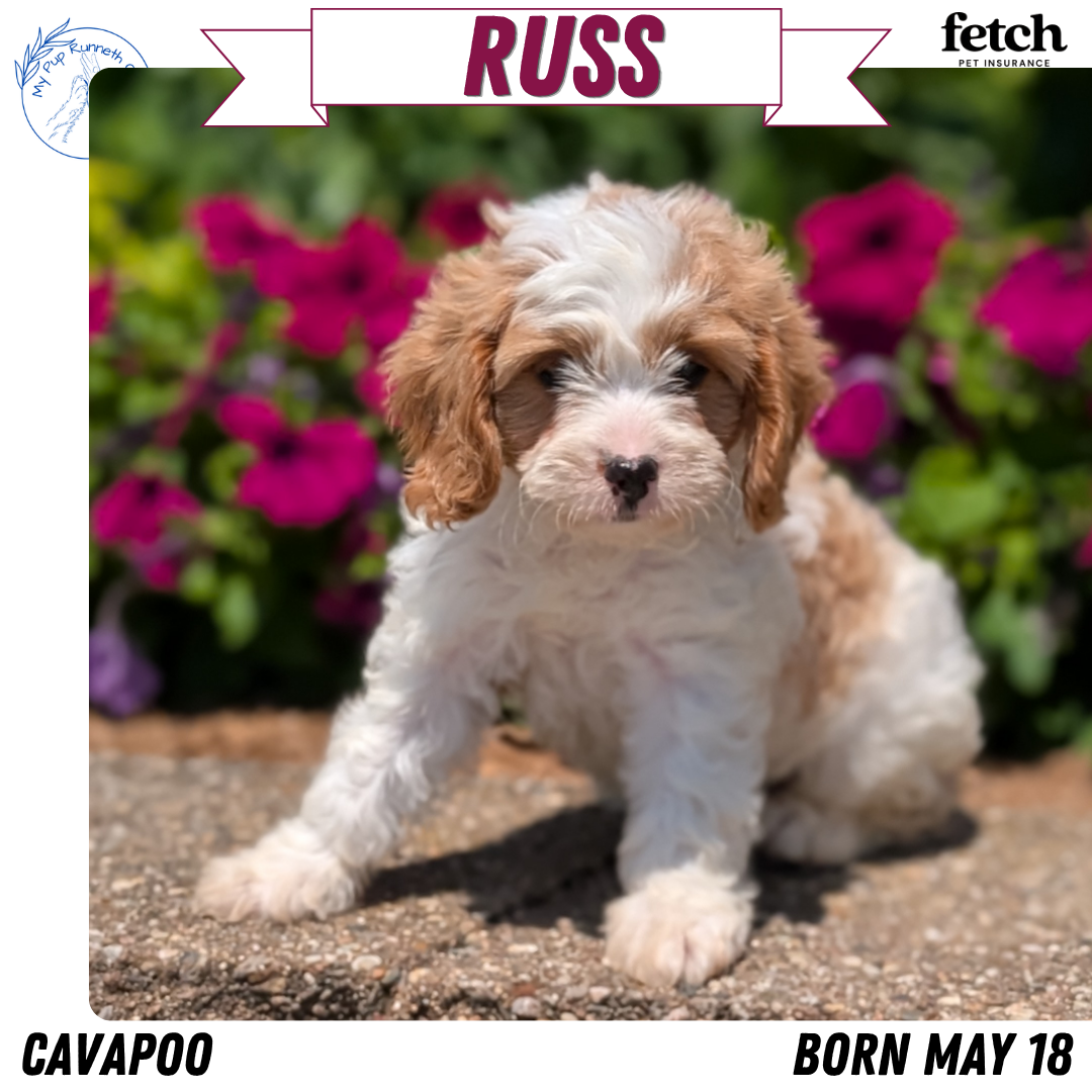 CAVAPOO (MAY 18) MALE