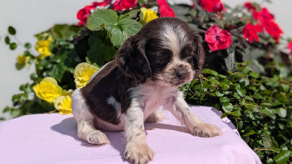 COCKER SPANIEL (07/16) MALE