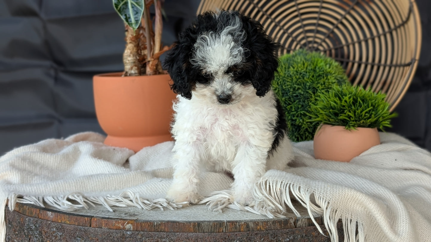 COCKAPOO (MAY 22) FEMALES