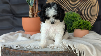 COCKAPOO (MAY 22) FEMALES