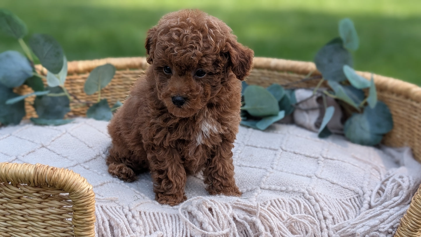 MINI POODLE (MAY 20) MALES
