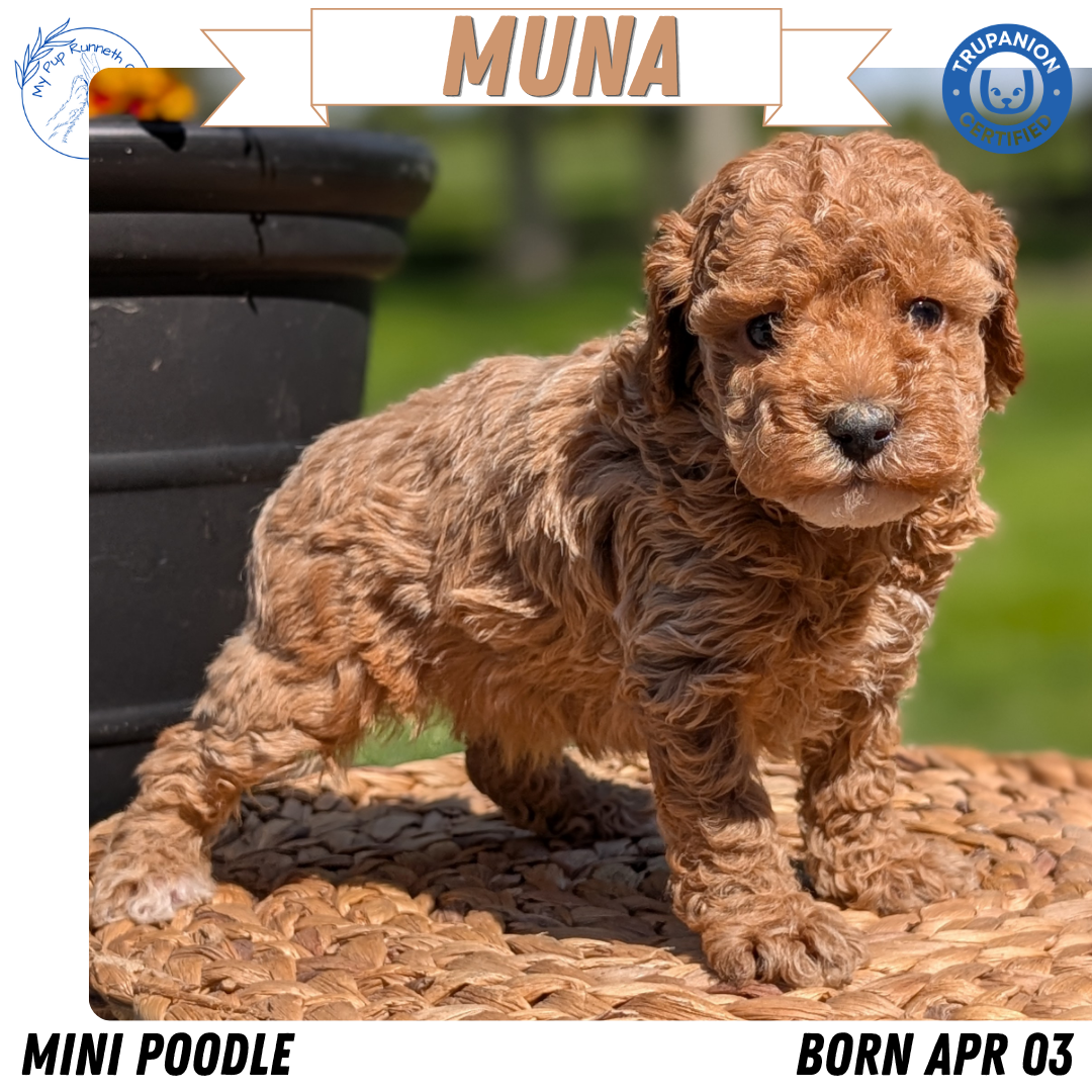 MINI POODLE (APR 03) FEMALES