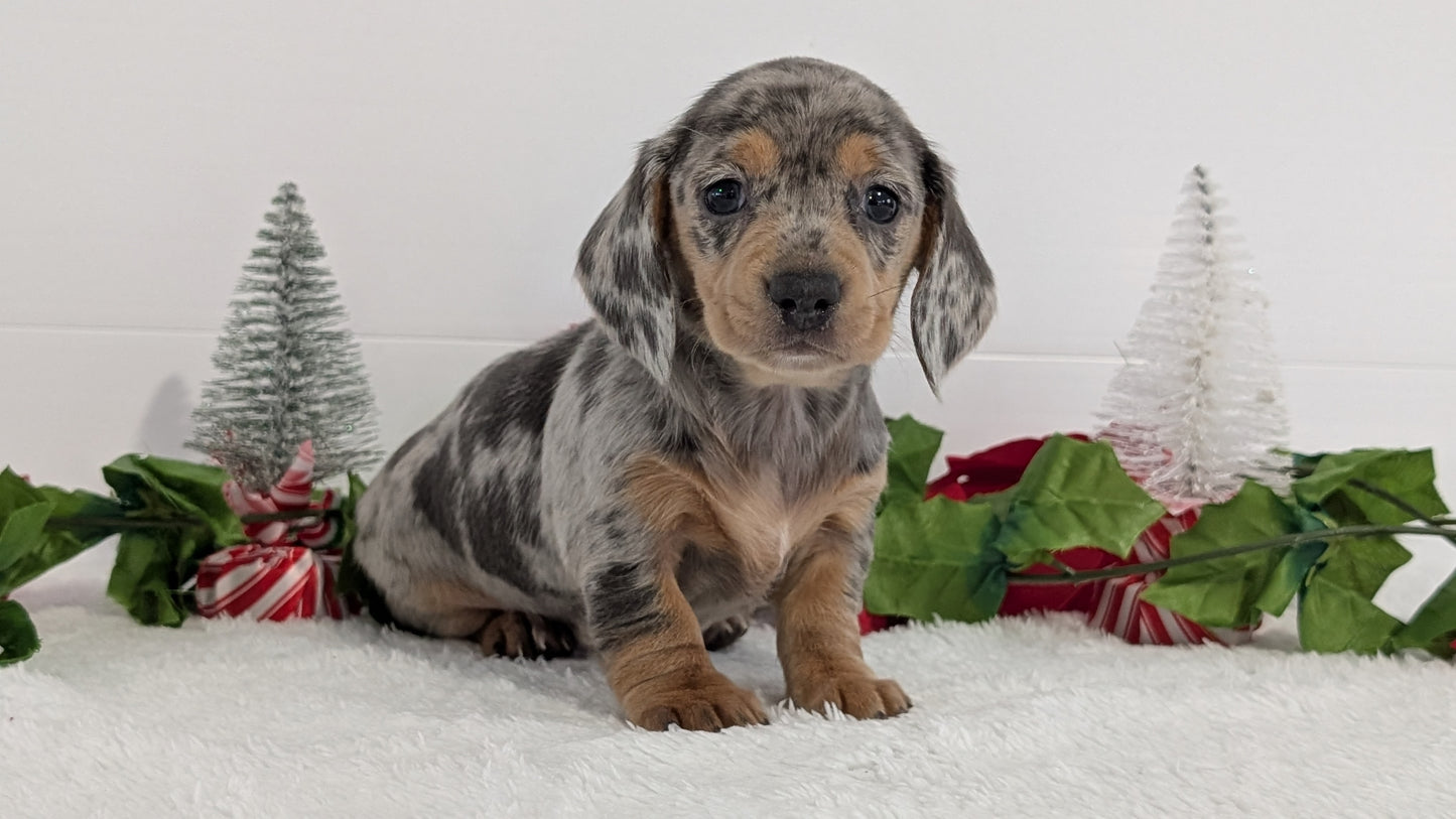 MINI DACHSHUND (OCT 20) FEMALES