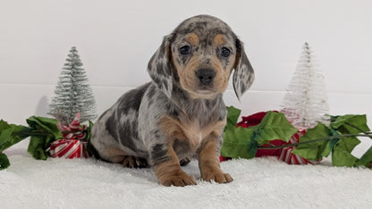 MINI DACHSHUND (OCT 20) FEMALES