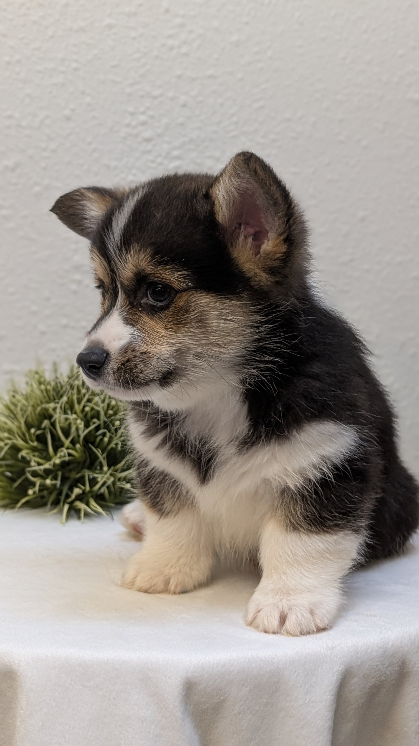 CORGI (JAN 05) MALES
