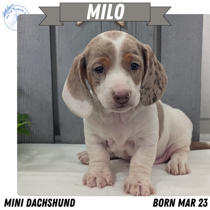 MINI DACHSHUND (MAR 23) MALES