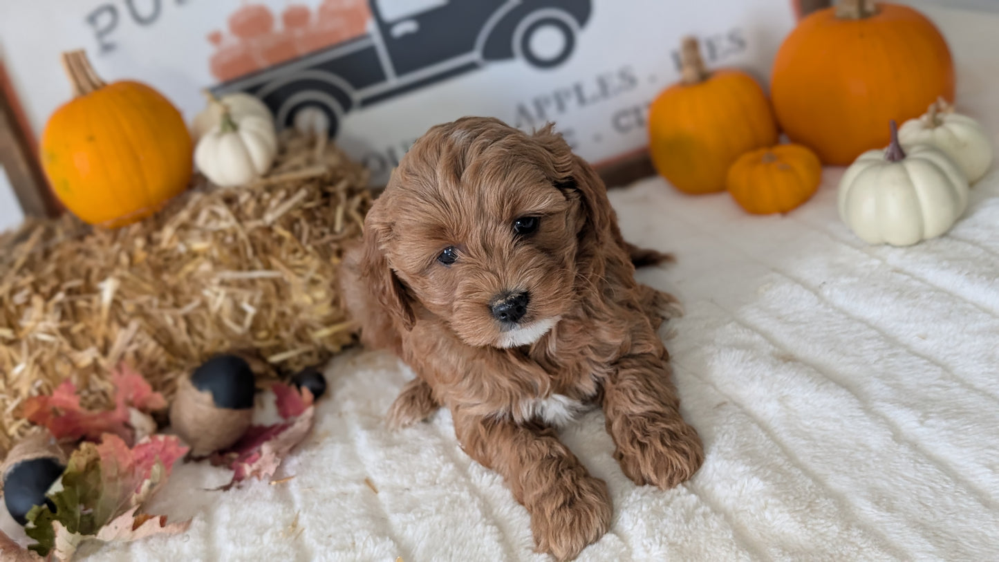MINI GOLDENDOODLE (09/21) FEMALE