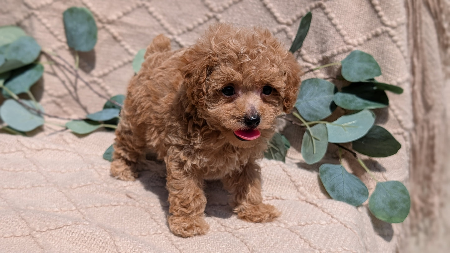 COCKAPOO (05/31) FEMALE