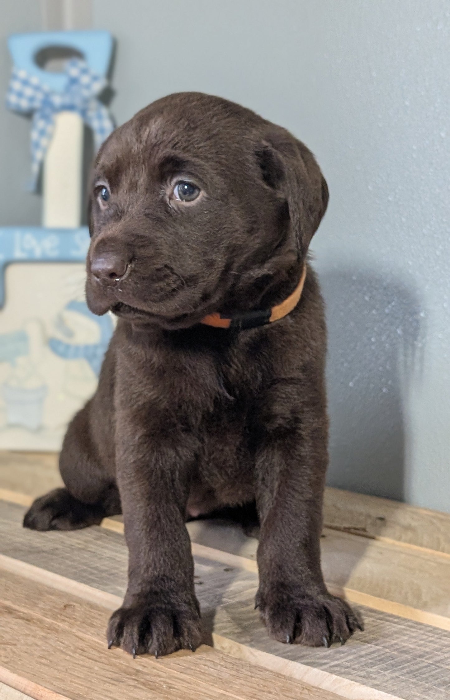 LABRADOR RETRIEVER (JAN 18) FEMALES