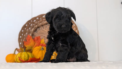 SCHNOODLE (SEP 03) 4 FEMALES/3 MALES