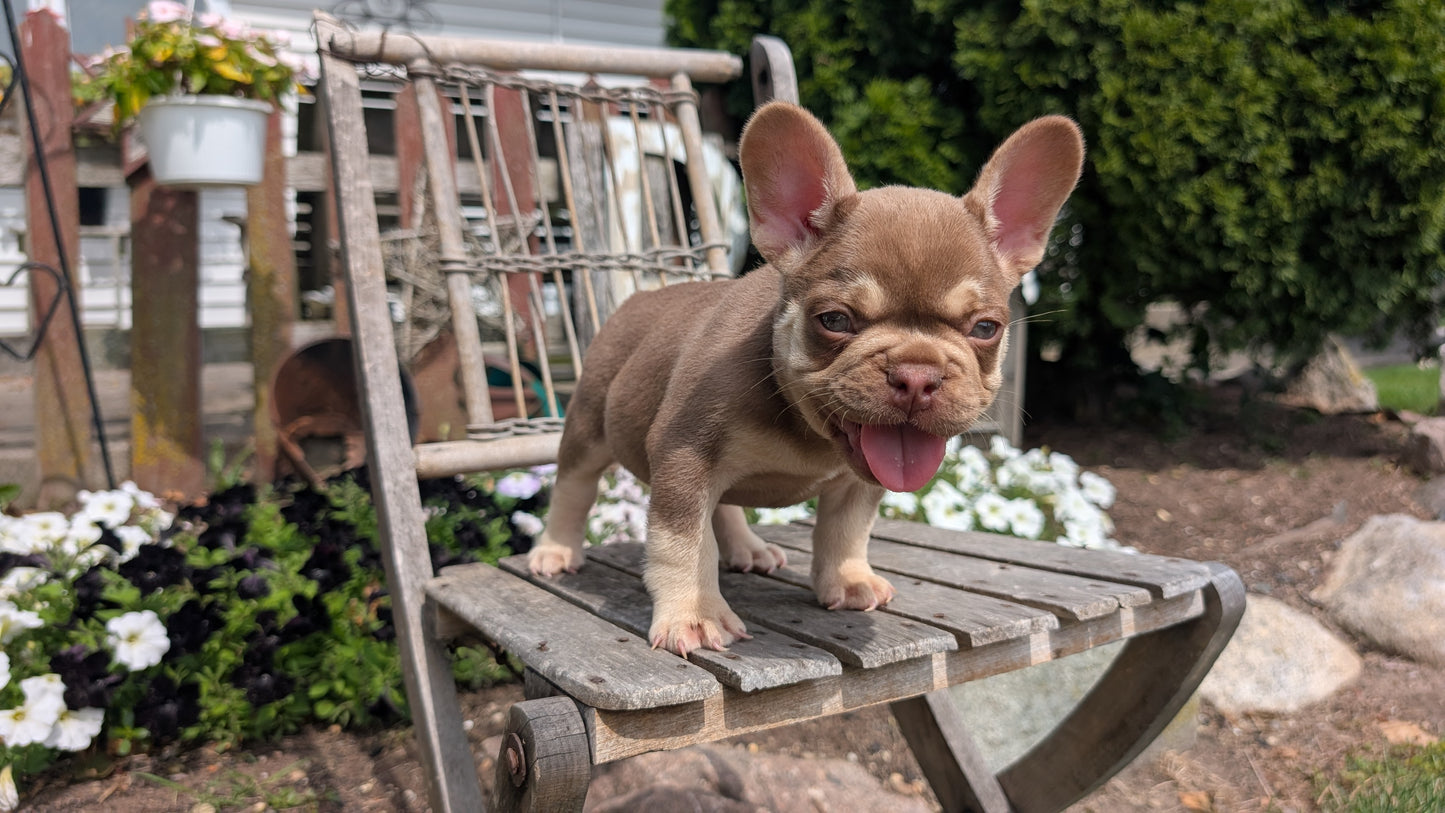 FRENCH BULLDOG (07/11) MALE