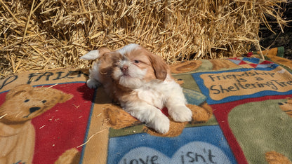 SHIH TZU (01/23) MALE