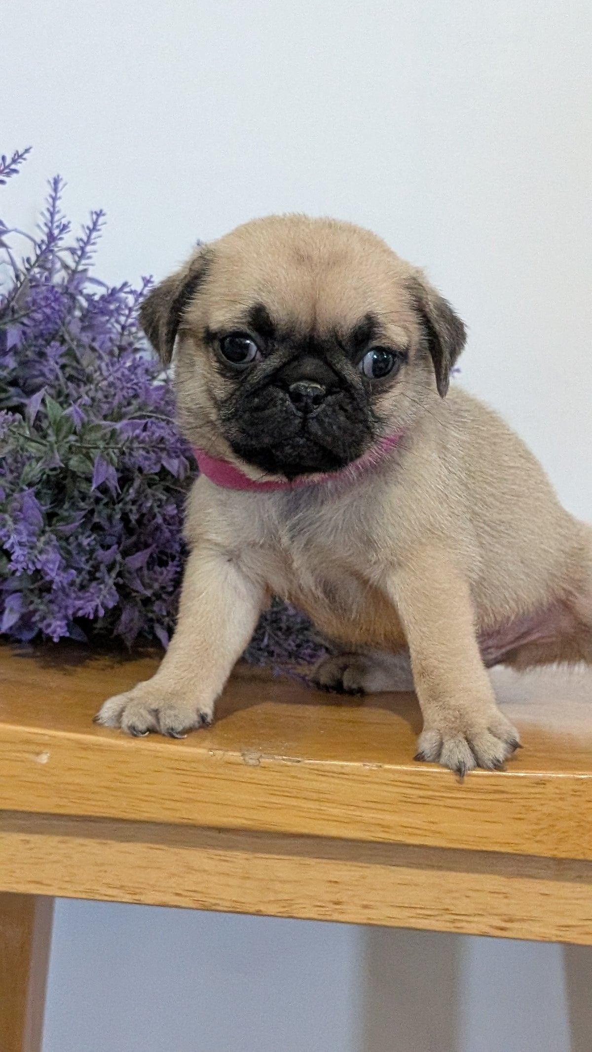 PUG (SEP 12) 4 MALES/1 FEMALE