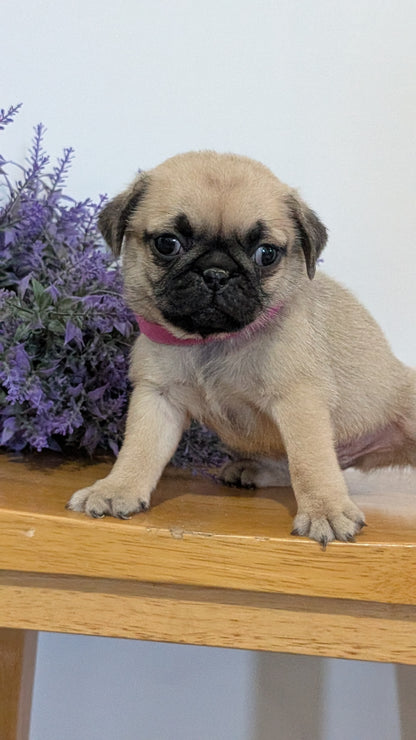 PUG (SEP 12) 4 MALES/1 FEMALE