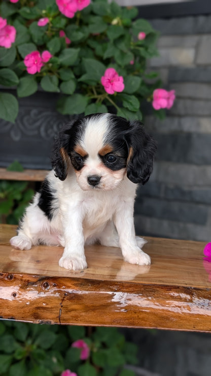 CAVALIER (JUL 29) 3 FEMALES
