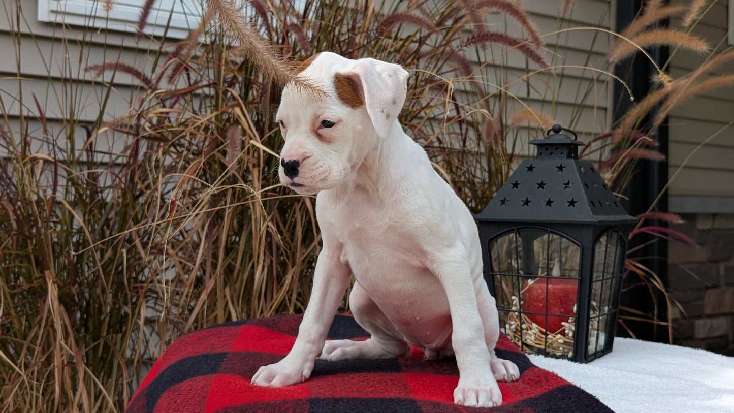 BOXER (08/20) FEMALE