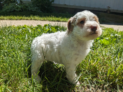 MINI POODLE (04/27) FEMALE