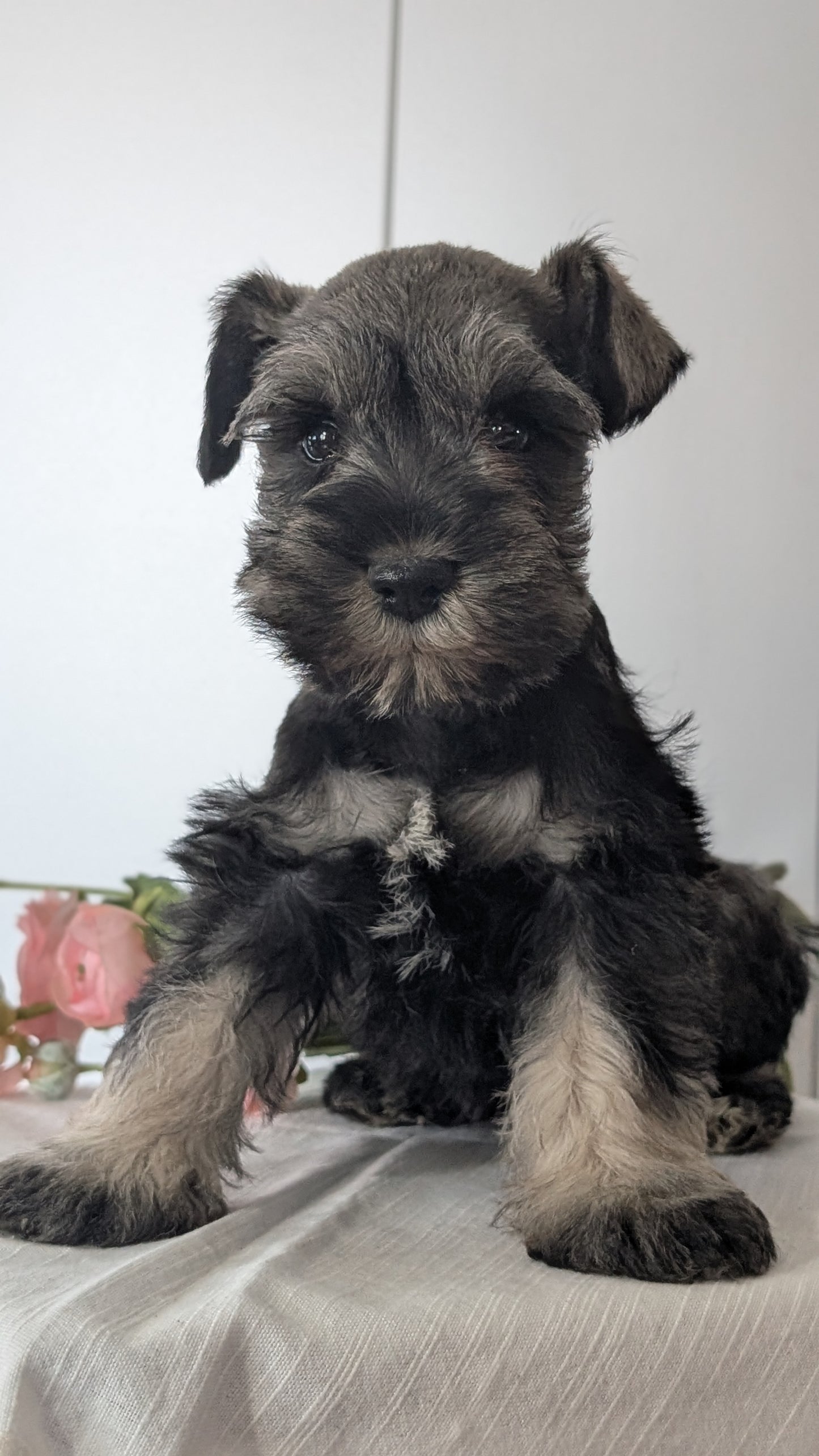 MINI SCHNAUZER (JAN 14) MALES