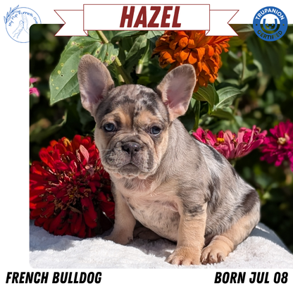 FRENCH BULLDOG (07/08) FEMALE