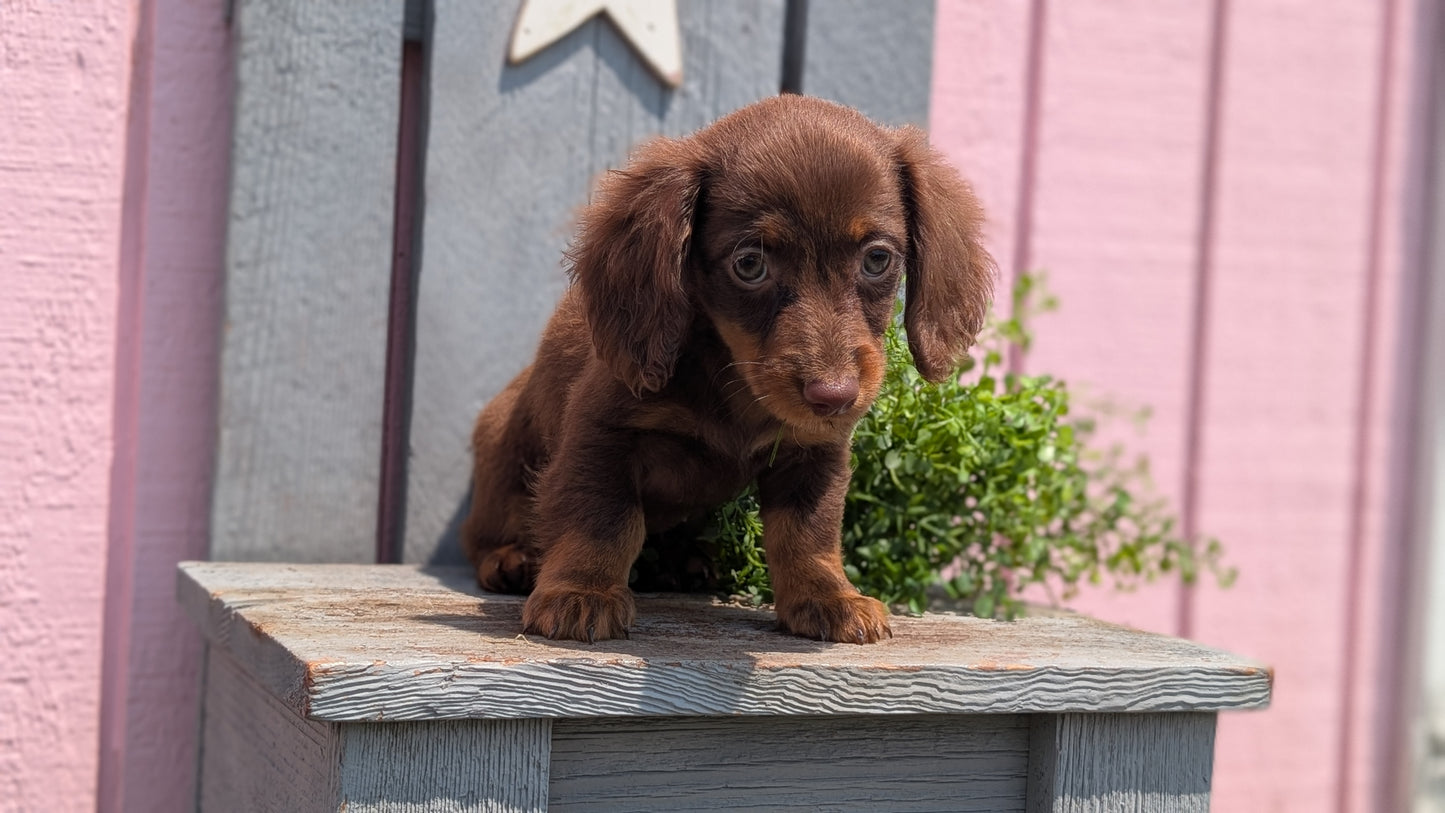 MINI DACHSHUND (APR 29) FEMALES