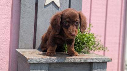 MINI DACHSHUND (APR 29) FEMALES