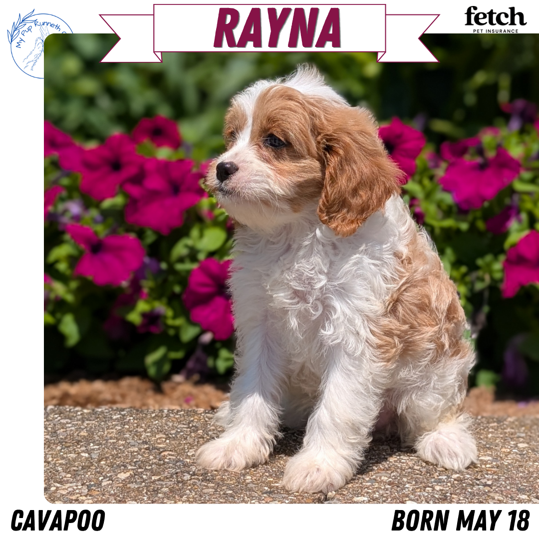 CAVAPOO (MAY 18) FEMALES