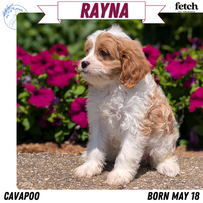CAVAPOO (MAY 18) FEMALES