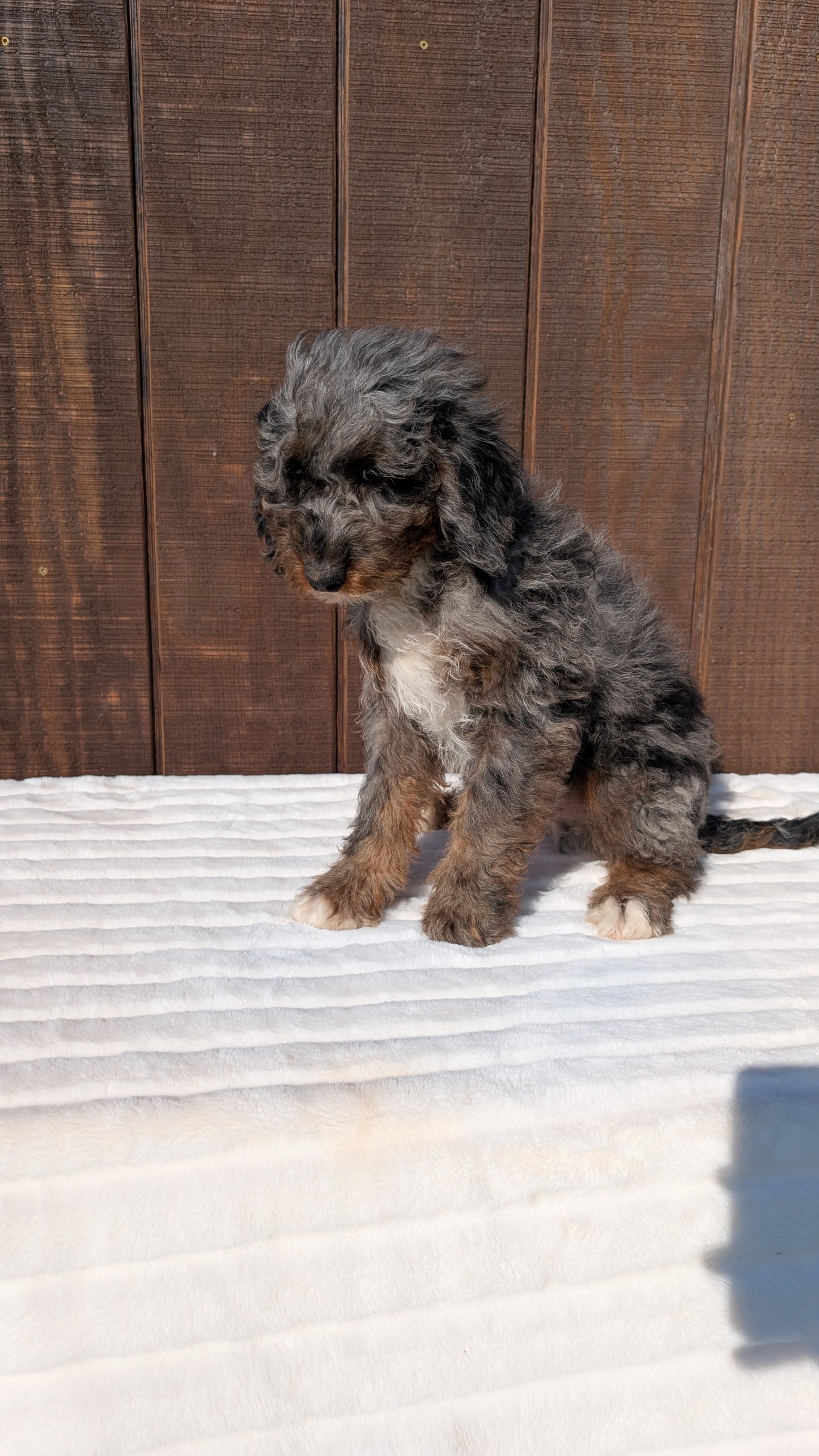 MINI BERNEDOODLE (07/25) MALE