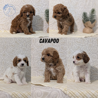 CAVAPOO (JAN 29) MALES